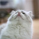 랙돌캐터리올리비아 이미지