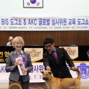 글로벌진돗개 이미지