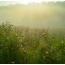 코스모스길 이미지