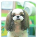 도토리 펫살롱 이미지