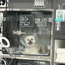 금빛동물수술센터 | [김해] 르엘동물의료센터 비장 제거 수술 후기🏥 수술은 르엘!! (요약: 강력 추천..👍🏻)