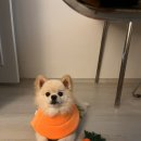 송림동물병원 | 인천 동물병원 송림동물병원 강아지 외이염 녹농균 치료후기