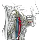 언어의 기원과 자기발달구조 이미지