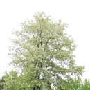 아카시아 이미지