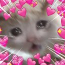 강남-137 이미지