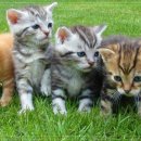 행복한동물병원 이미지