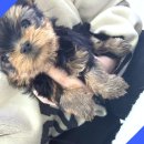 버디독 강아지분양 안심분양센터 시흥점 이미지