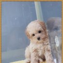 개네가 고양이네 이미지