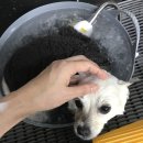 팻키우소 이미지