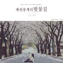 한수면행정복지센터 | 충북벚꽃 제천 송계리 반짝반짝 벚꽃길