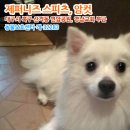 제퍼니즈