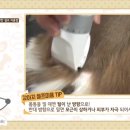 고양이미용연구소 이미지