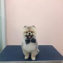 THE반하개 이미지