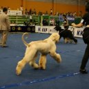 퍼피프린스 이미지