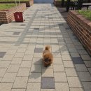 퍼피루시드 이미지