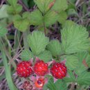 구좌공설묘지 이미지