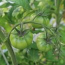 안식농장 이미지