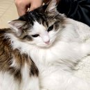 레오그루밍 이미지