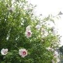 무궁화 꽃이 피었습 이미지