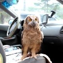 부엉이집 이미지