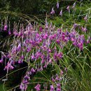 천사의 낚싯대 [angel's fishing rod (Dierama pulcherrimum)] 이미지