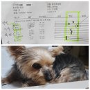 애니펫동물병원 | 강아지 일상 일기) 천안 신부동 에니펫 애니펫 동물병원 강아지 피검사 비용, 신장수치 간수치 bun 혈당...