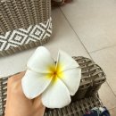 조비길 | 필리핀 보홀리조트 모달라비치리조트 외관 및 인피니티풀 &amp; 부대시설 내돈내산 후기