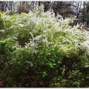 초안산길 이미지