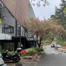 풍국농장 | 가볼만한곳ㅣ대구 앞산 케이블카, 겹벚꽃이 만개한 전망대 후기 (영유아차량 주차 정보+꿀팁, 할인정보)