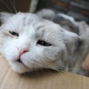 묘 미 앤 이미지