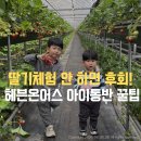 리치팜제2농장 | 헤븐온어스 체험농장 아이동반 후기, 동선·체험·꿀팁까지 한 번에