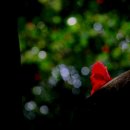 동백 죽전대로2 이미지