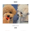 우쭈쭈플렉스 강아지 유치원 호텔 네이버블로그