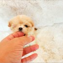 야옹아 멍멍해봐 아산점 | 평택애견분양 사랑둥이 있는 애견샵 (feat. 아산 고덕 병점)