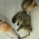 냥이는꿀꿀 이미지