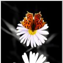 노스텔지어 이미지