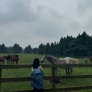 하이까미 | 제주도 서쪽 여행 추천지, 뚜벅이 여행 후기