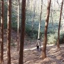 편백숲,쉼 Daum카페