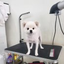 상아지네 이미지