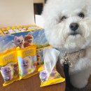 마스코타 펫 이미지