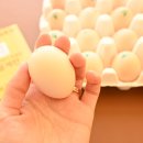 영월동물복지농장 이미지