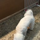 광흥창역(6) | 비숑이 반겨주는 광흥창역 애견 동반 가능 카페 방문 후기🐩✨