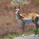 Antelope Island 이미지