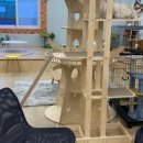 캣카페 집사의하루 분당점 이미지