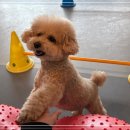 강아지 호텔 이미지