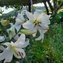 삼복농장 이미지