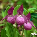 보인2리 이미지