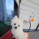 첫 애견카페♡