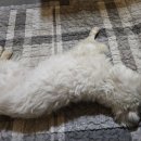 글램독가평 이미지