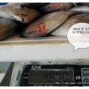6월1일.밴댕이,20미 병어,활광어,활참돔,민어,꽃게(냉동) 이미지